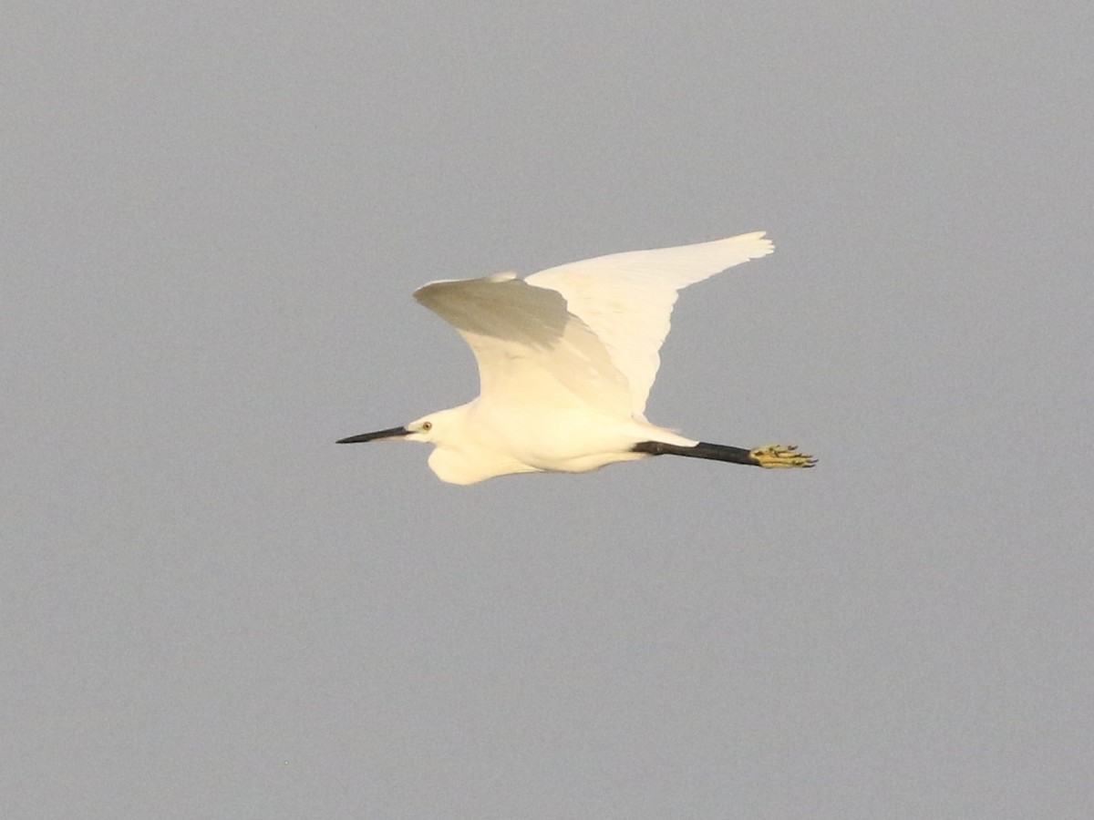 Little Egret (Western) - Menachem Goldstein