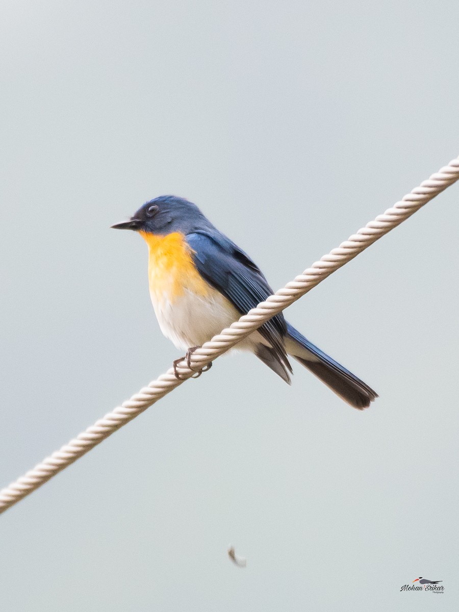 Tickell's Blue Flycatcher - ML613310951