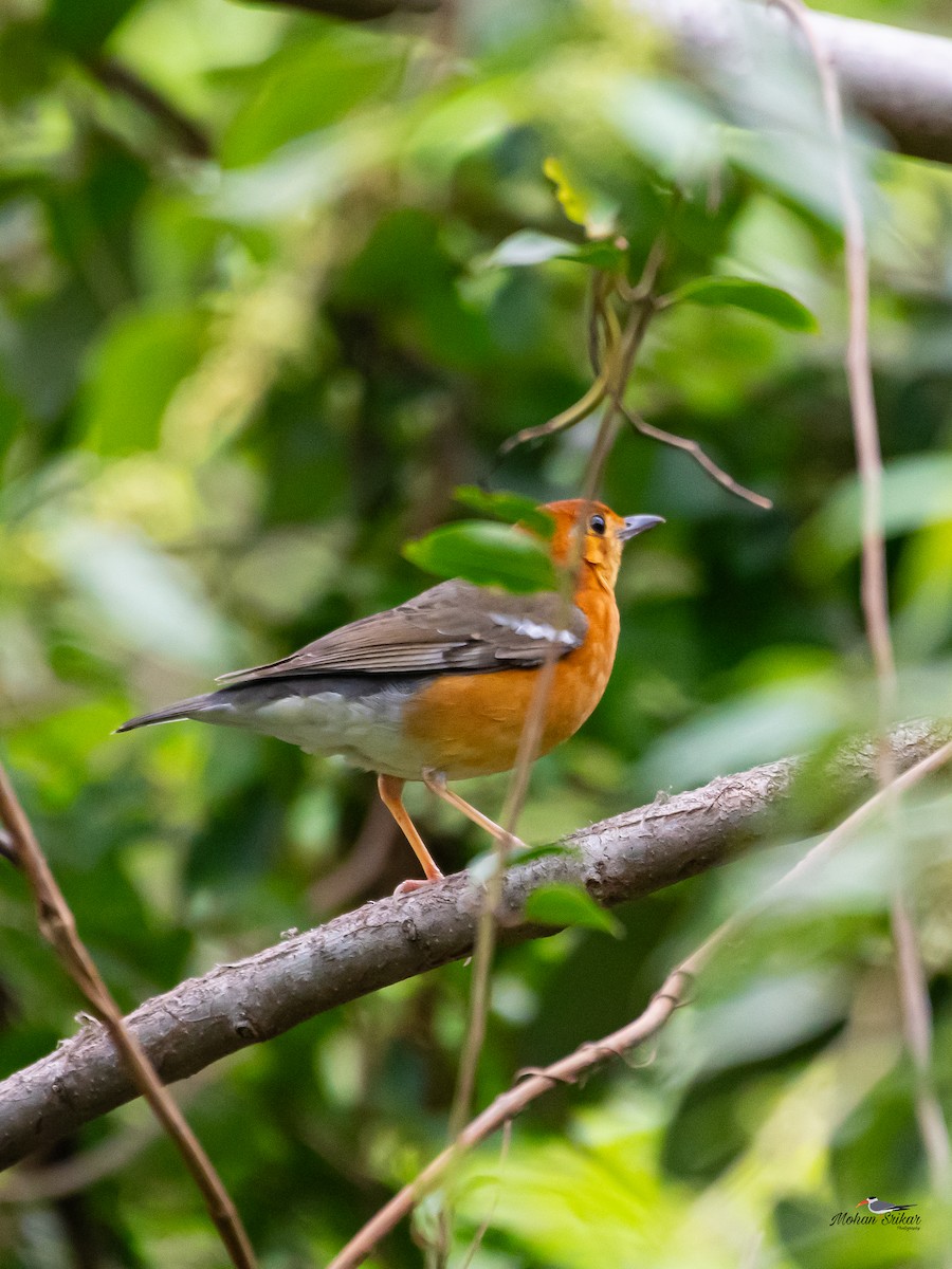 Orange-headed Thrush - ML613310965