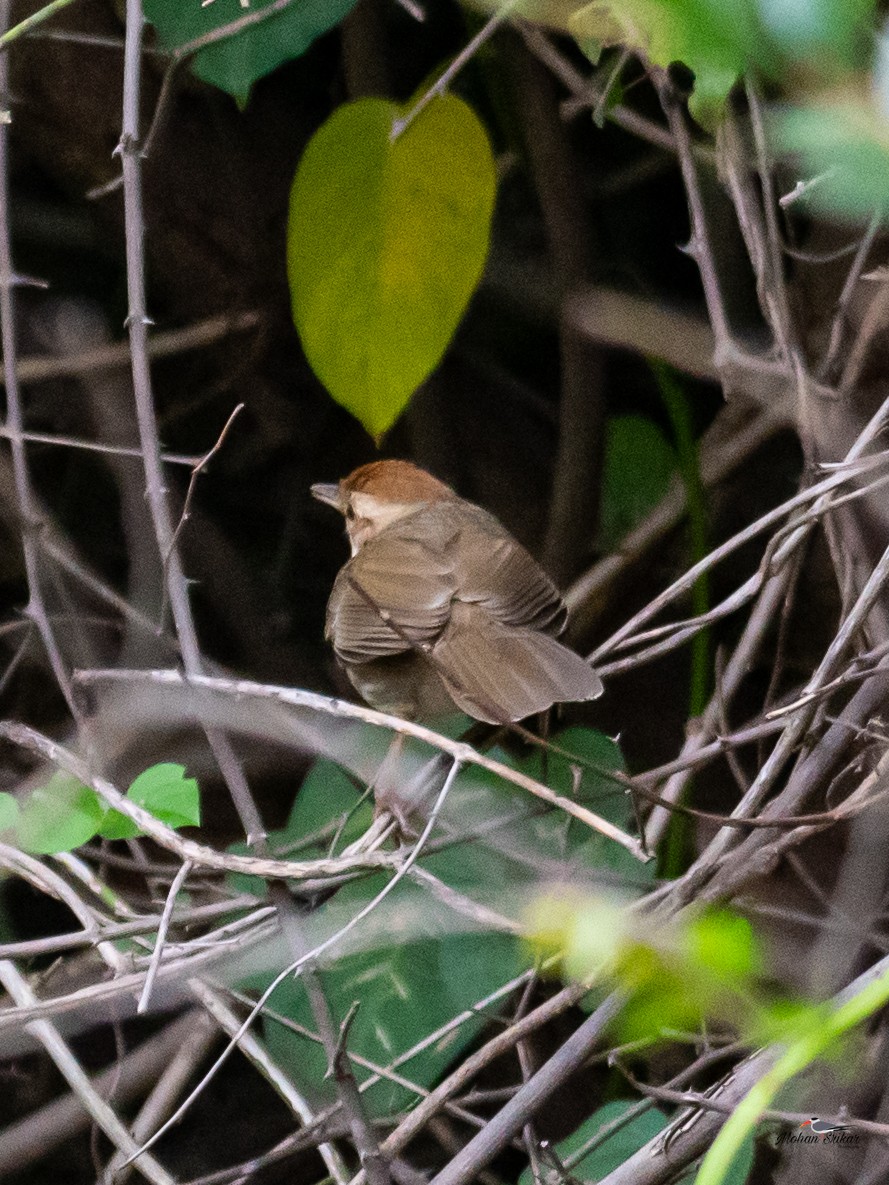 Puff-throated Babbler - ML613310968