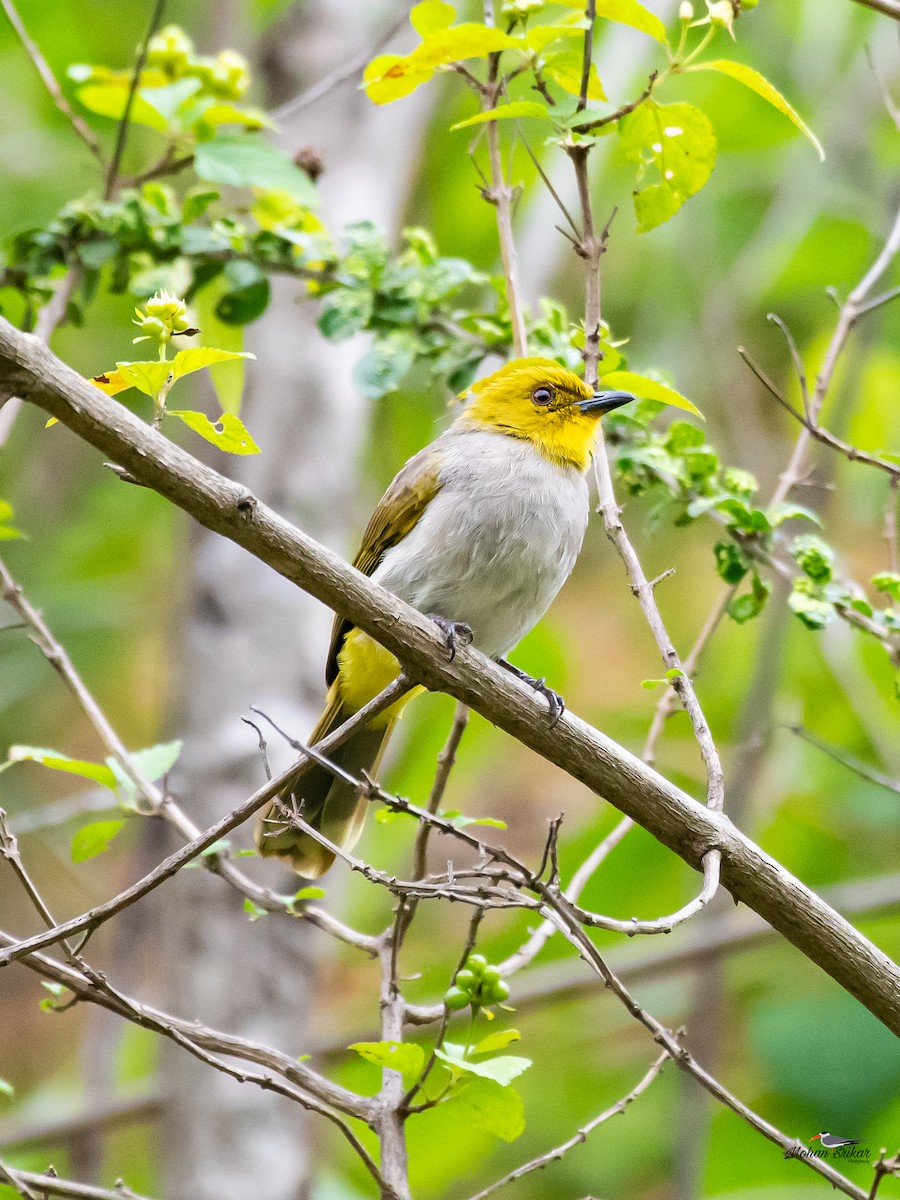Yellow-throated Bulbul - ML613310989