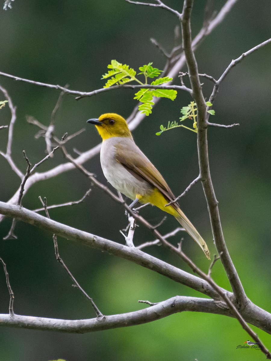 Yellow-throated Bulbul - ML613310990
