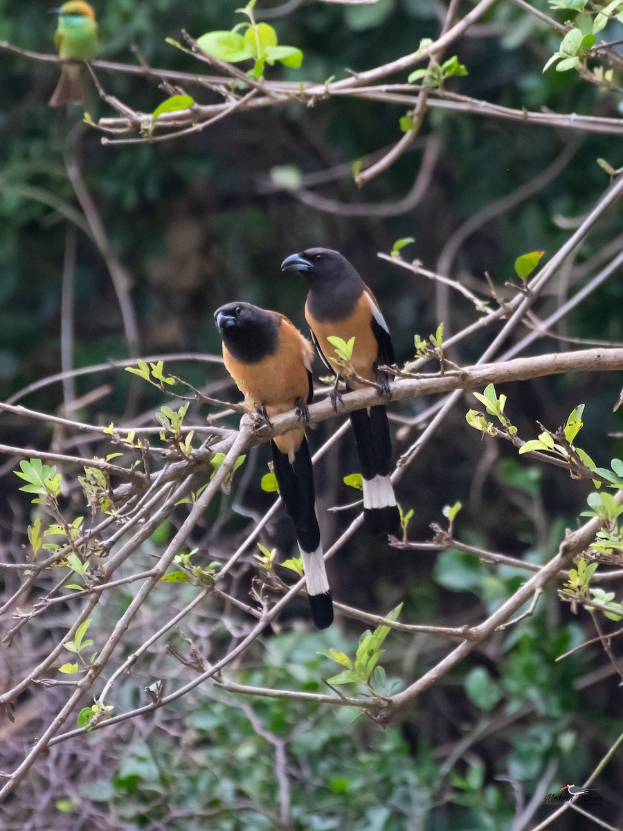 Rufous Treepie - ML613311003