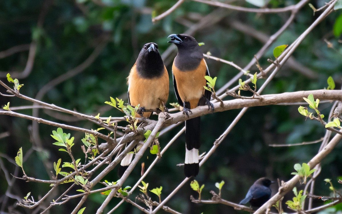 Rufous Treepie - ML613311007
