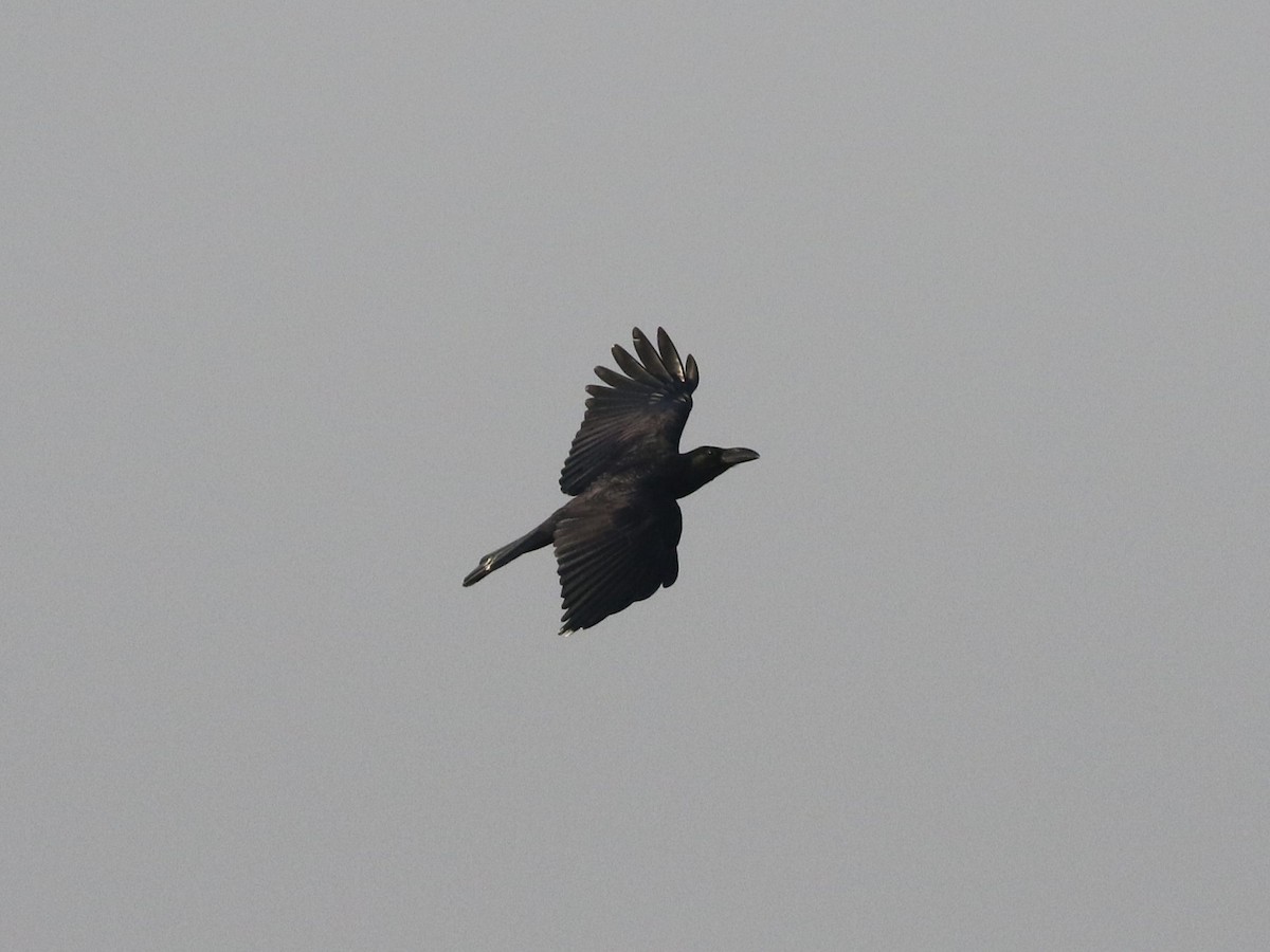 Large-billed Crow (Eastern) - ML613311008