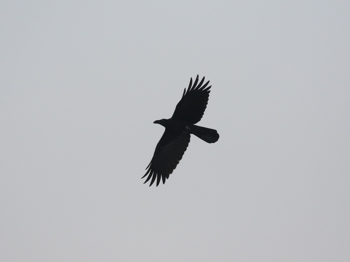 Большеклювая ворона (levaillantii) - ML613311009