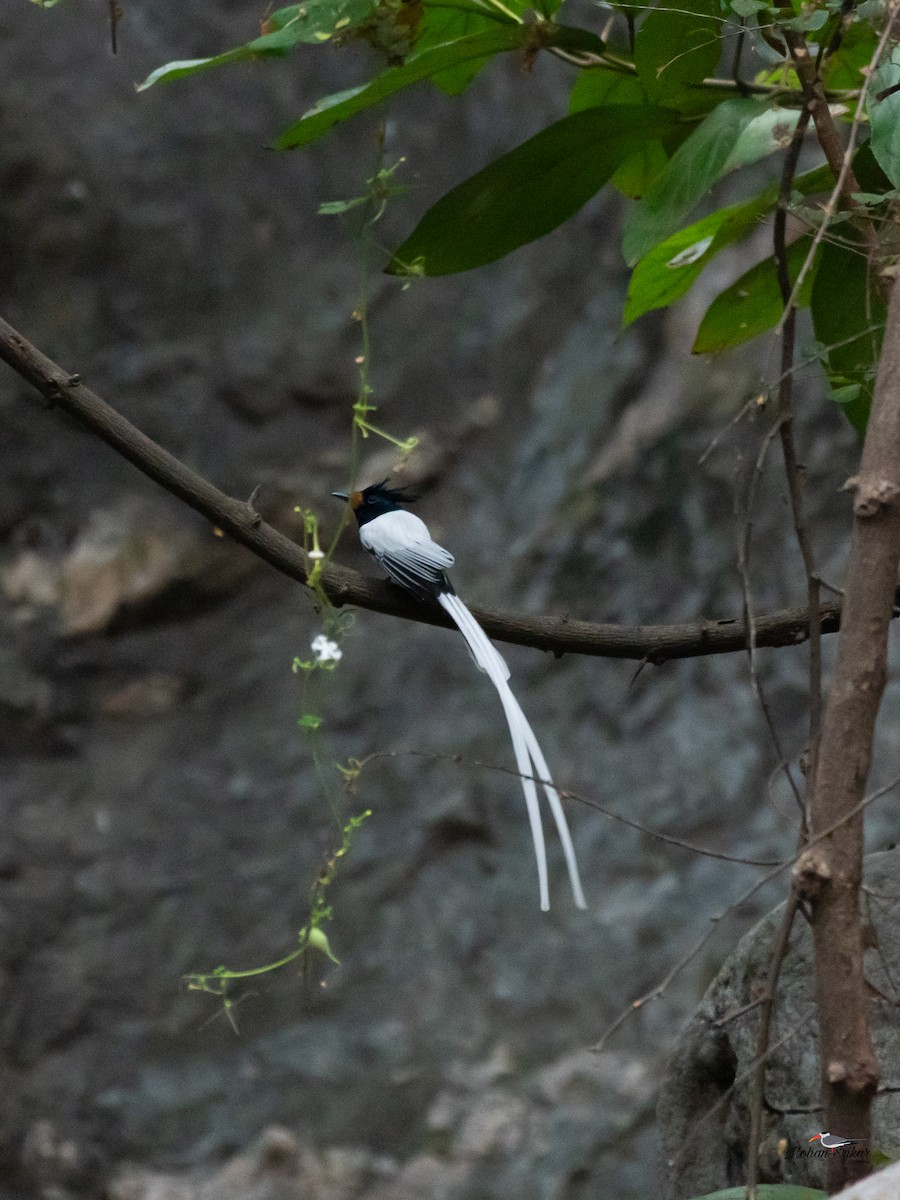 Indian Paradise-Flycatcher - ML613311013