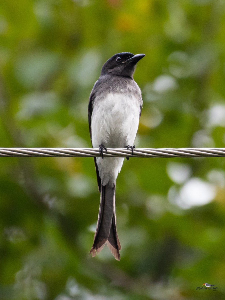 White-bellied Drongo - ML613311022