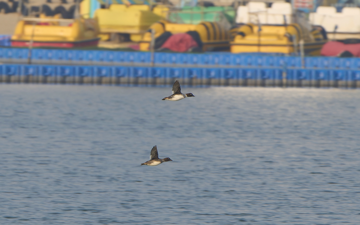 Common Goldeneye - ML613311026