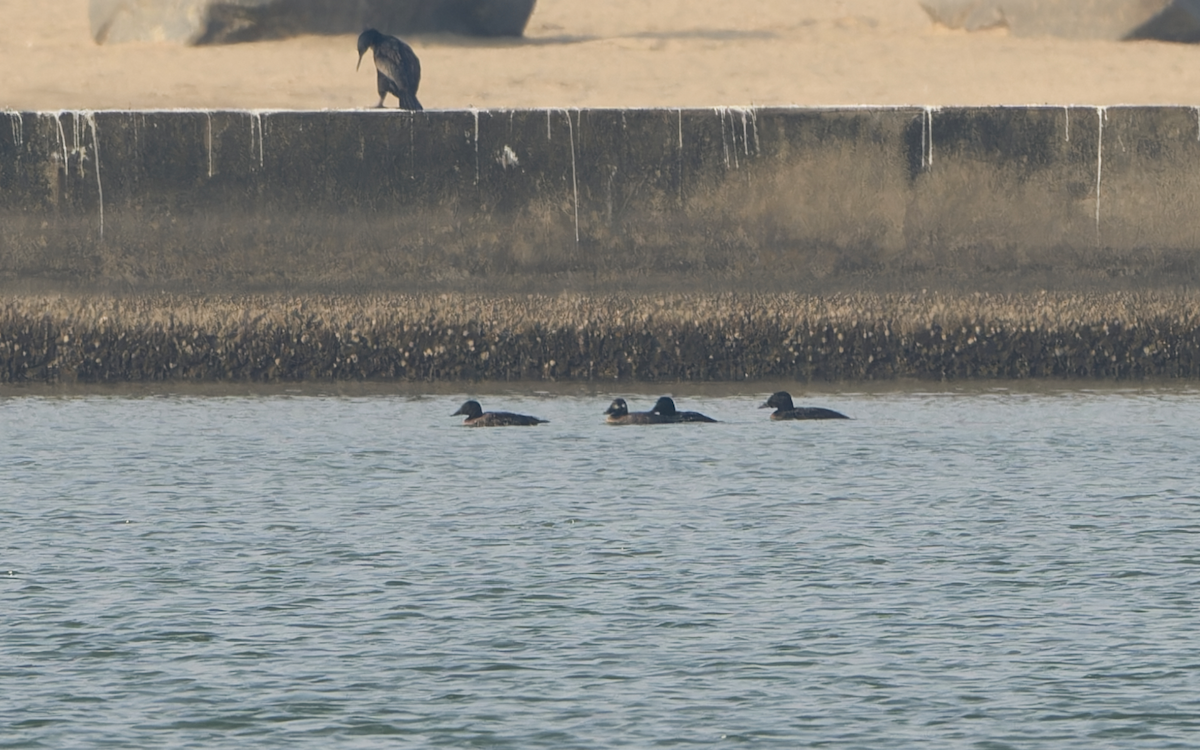 Stejneger's Scoter - ML613311028