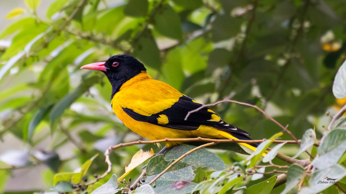 Black-hooded Oriole - ML613311029