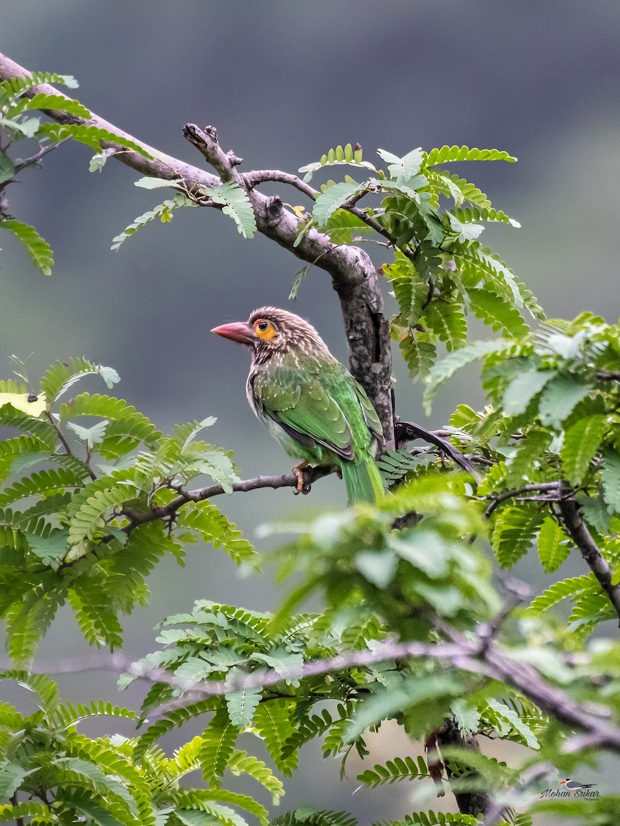 Brown-headed Barbet - ML613311034