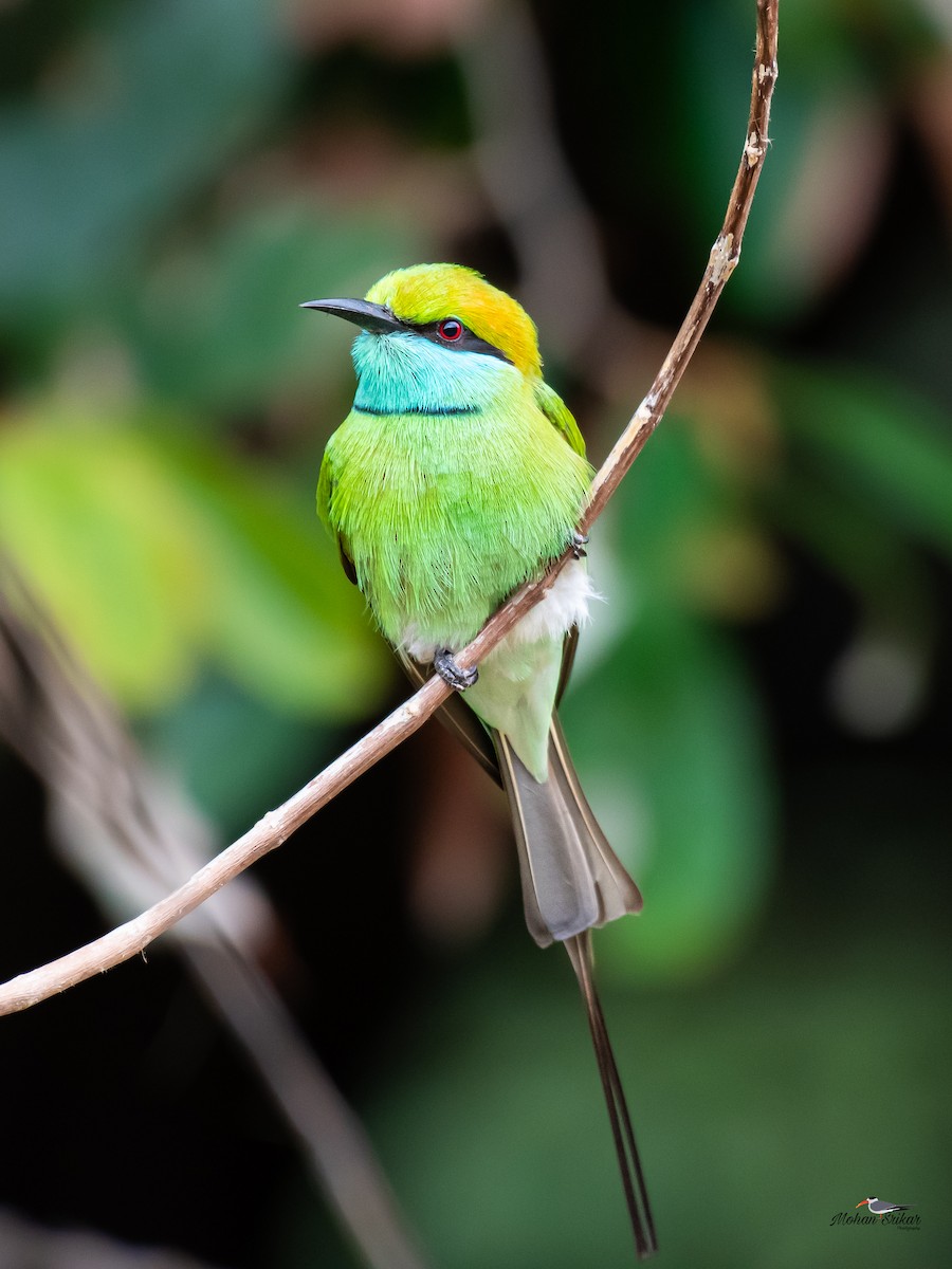 Asian Green Bee-eater - ML613311039