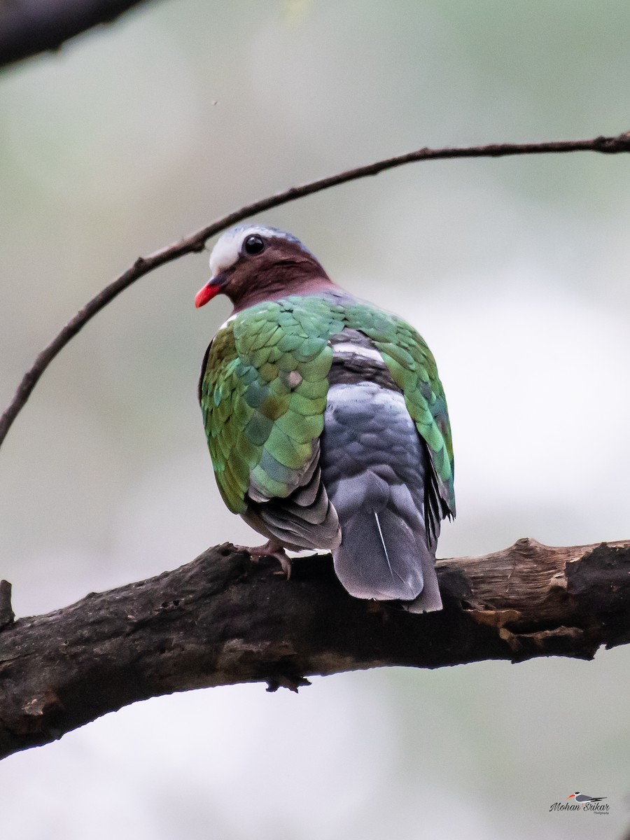 Asian Emerald Dove - ML613311057