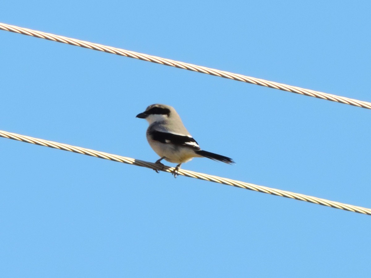 Loggerhead Shrike - ML613311065