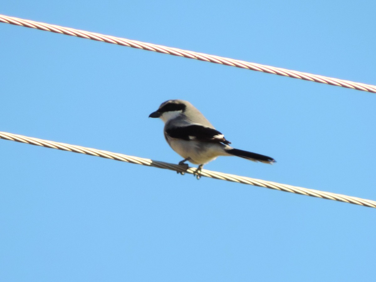 Loggerhead Shrike - ML613311066