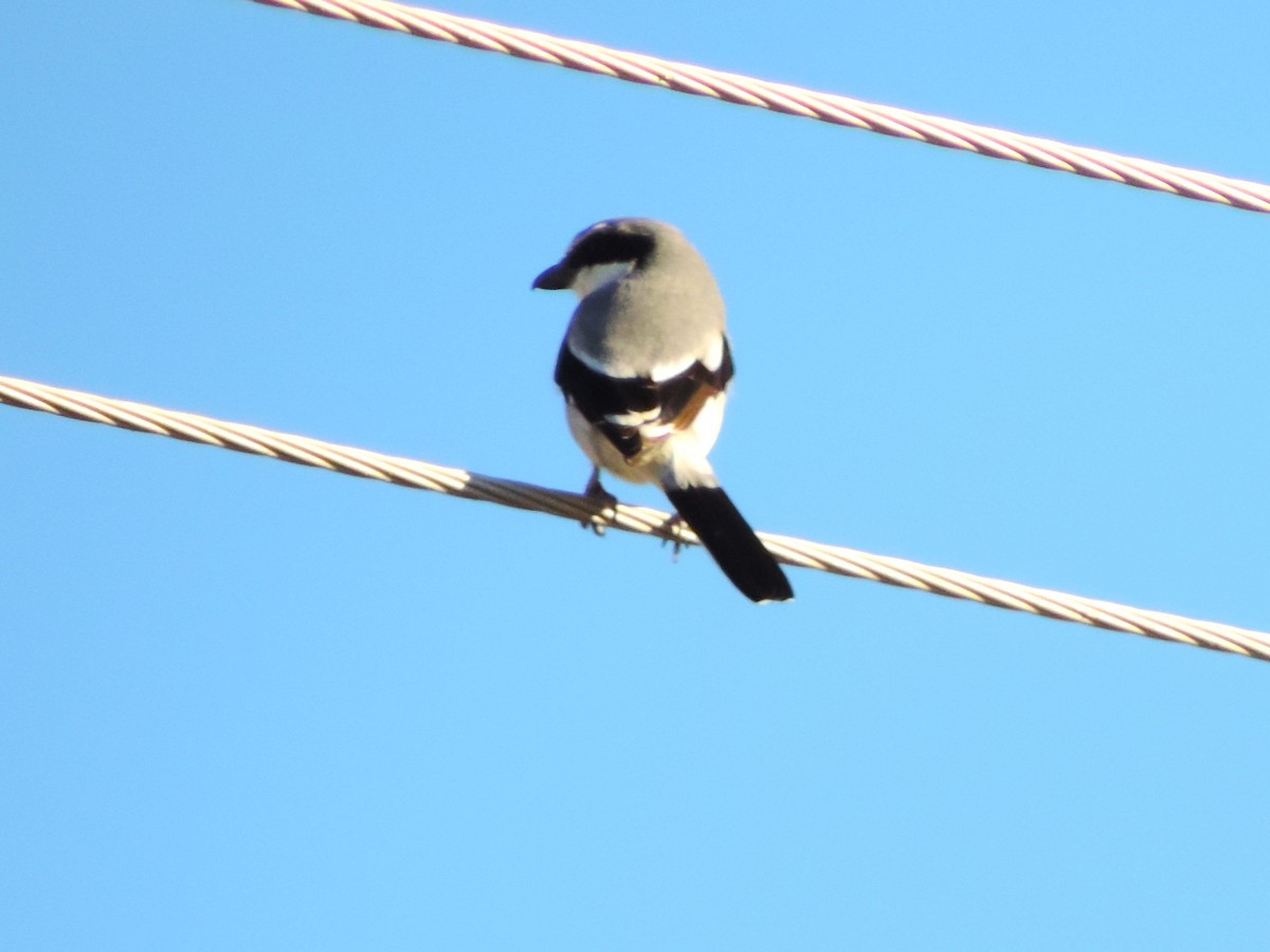 Loggerhead Shrike - ML613311067