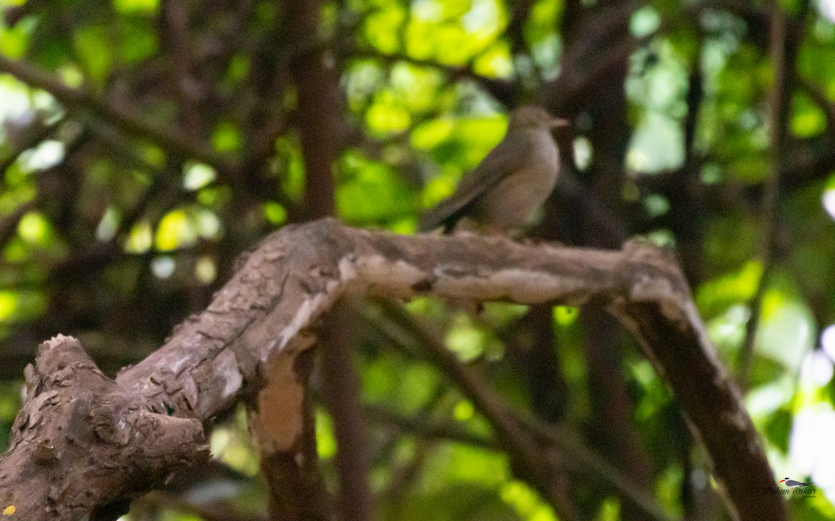 Tickell's Thrush - ML613311069