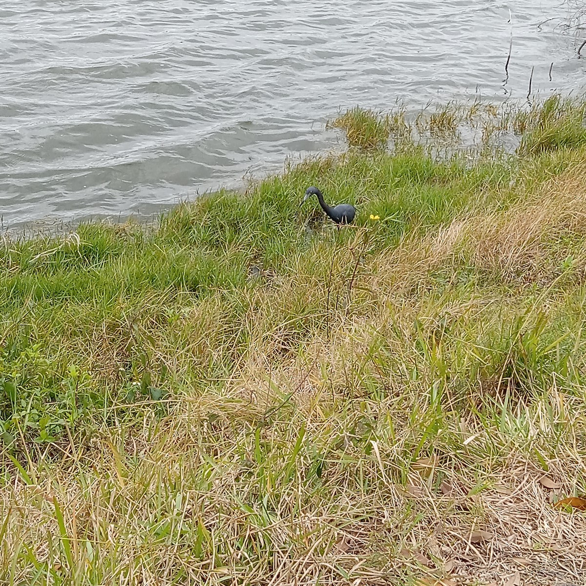 Little Blue Heron - Kathleen Gibbons