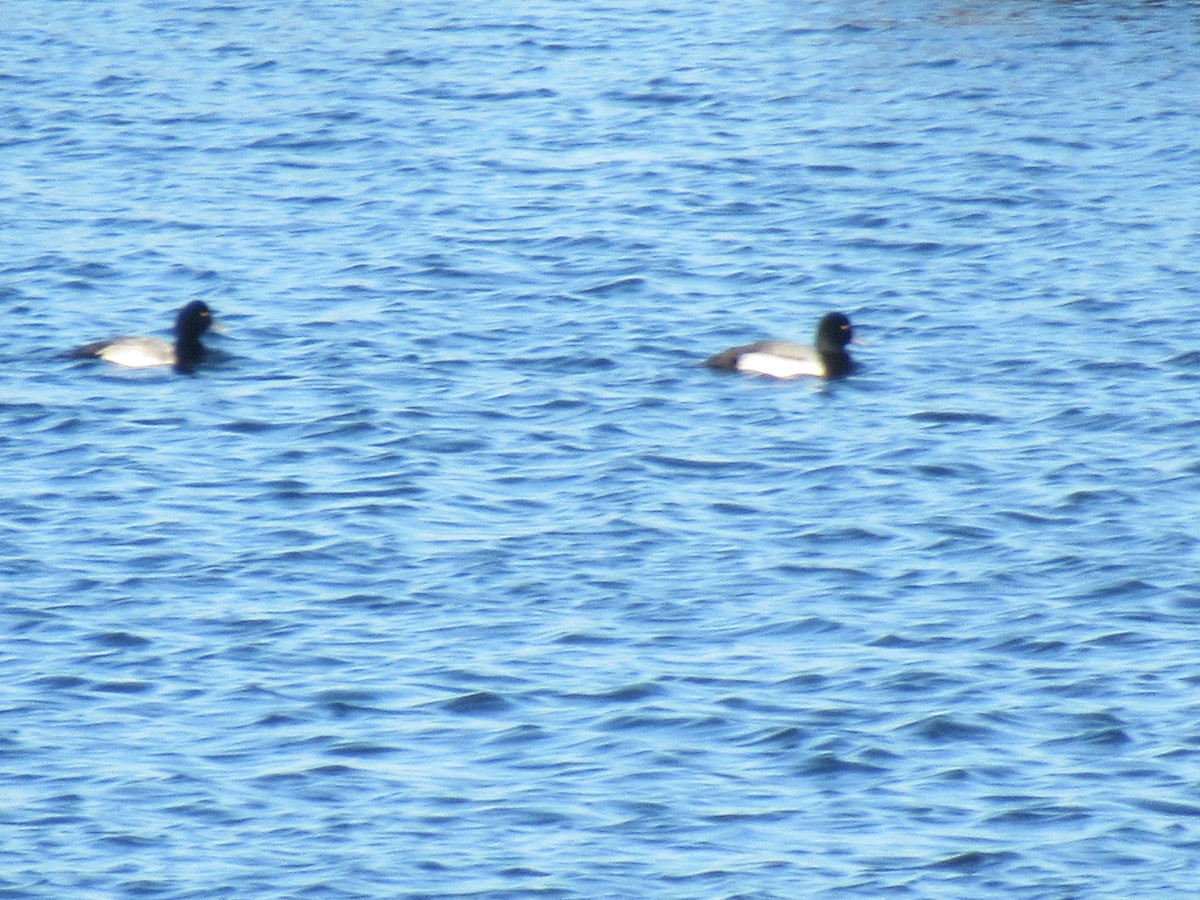 Lesser Scaup - ML613311108