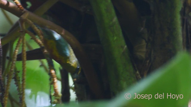 Olive-backed Euphonia - ML613311180