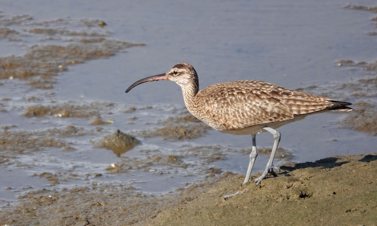 Whimbrel - ML613311208