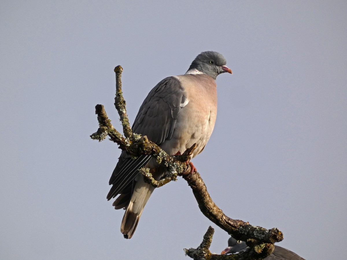Common Wood-Pigeon - ML613311242