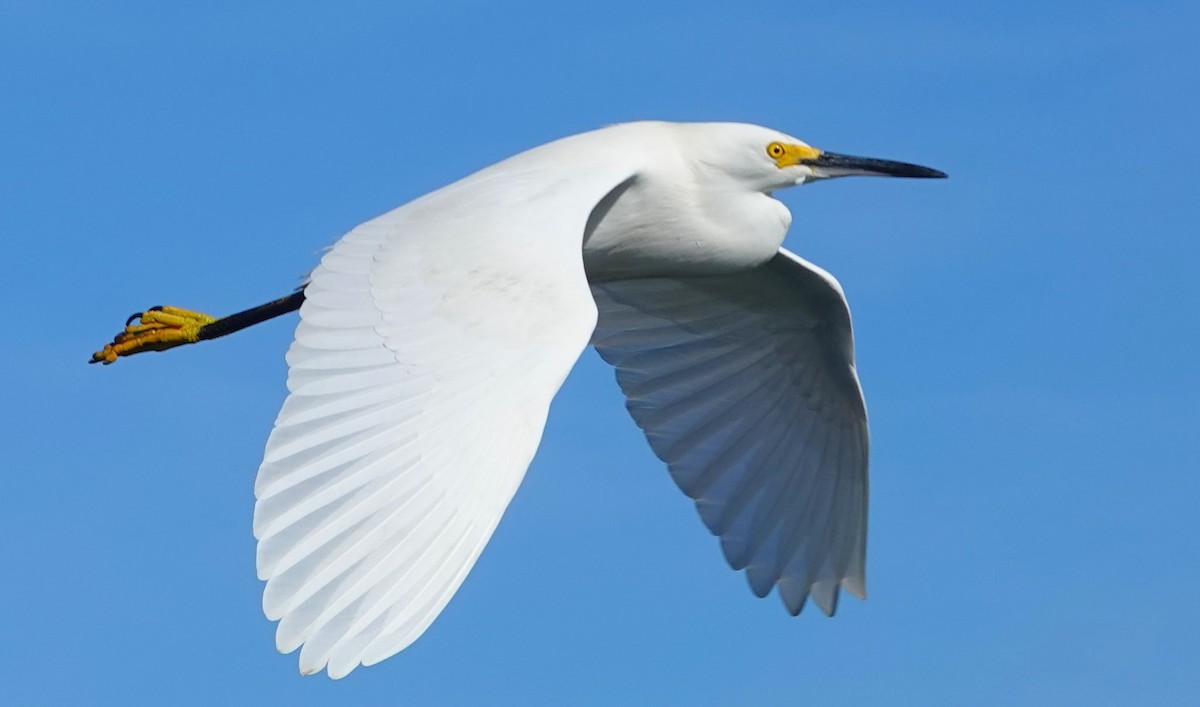 Snowy Egret - ML613311257