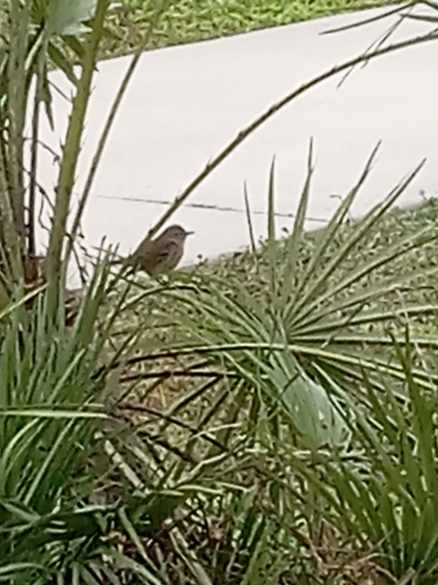 Palm Warbler - CarolAnn MacInnes