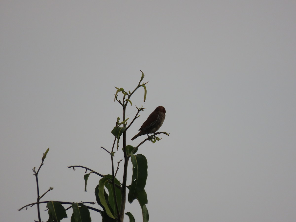 Scaly-breasted Munia - ML613311469