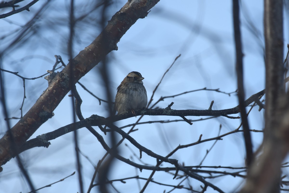 White-throated Sparrow - roger beaupre