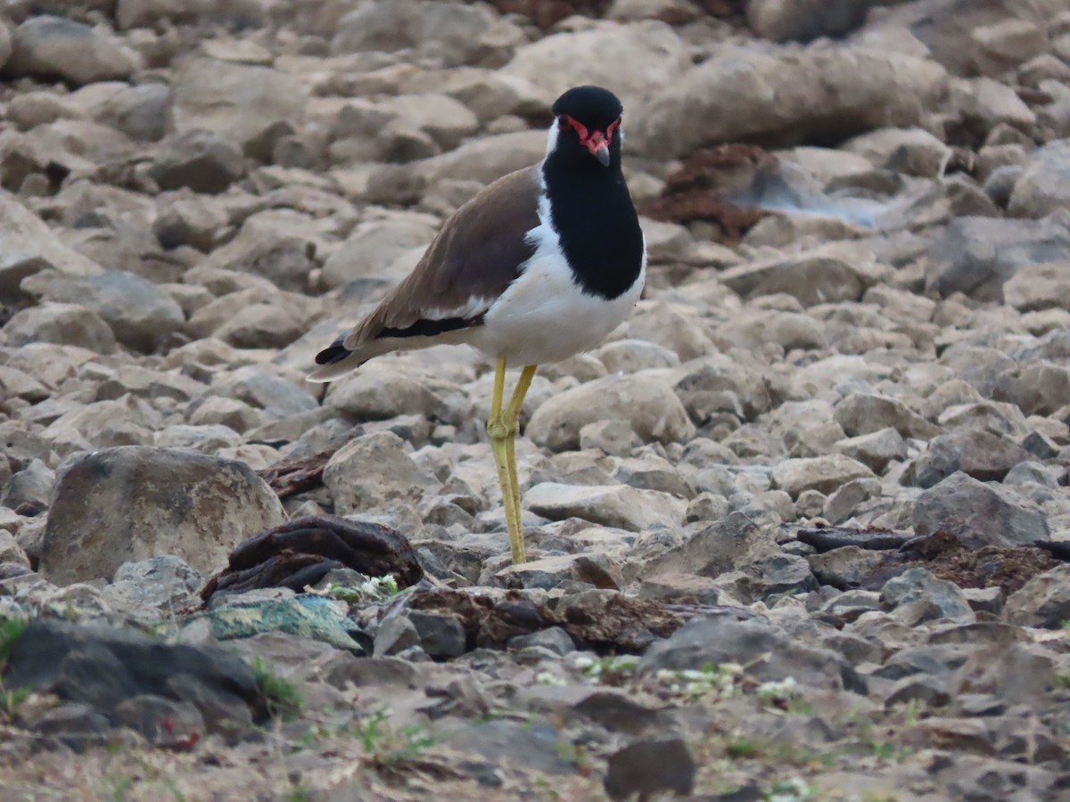 Red-wattled Lapwing - ML613311488