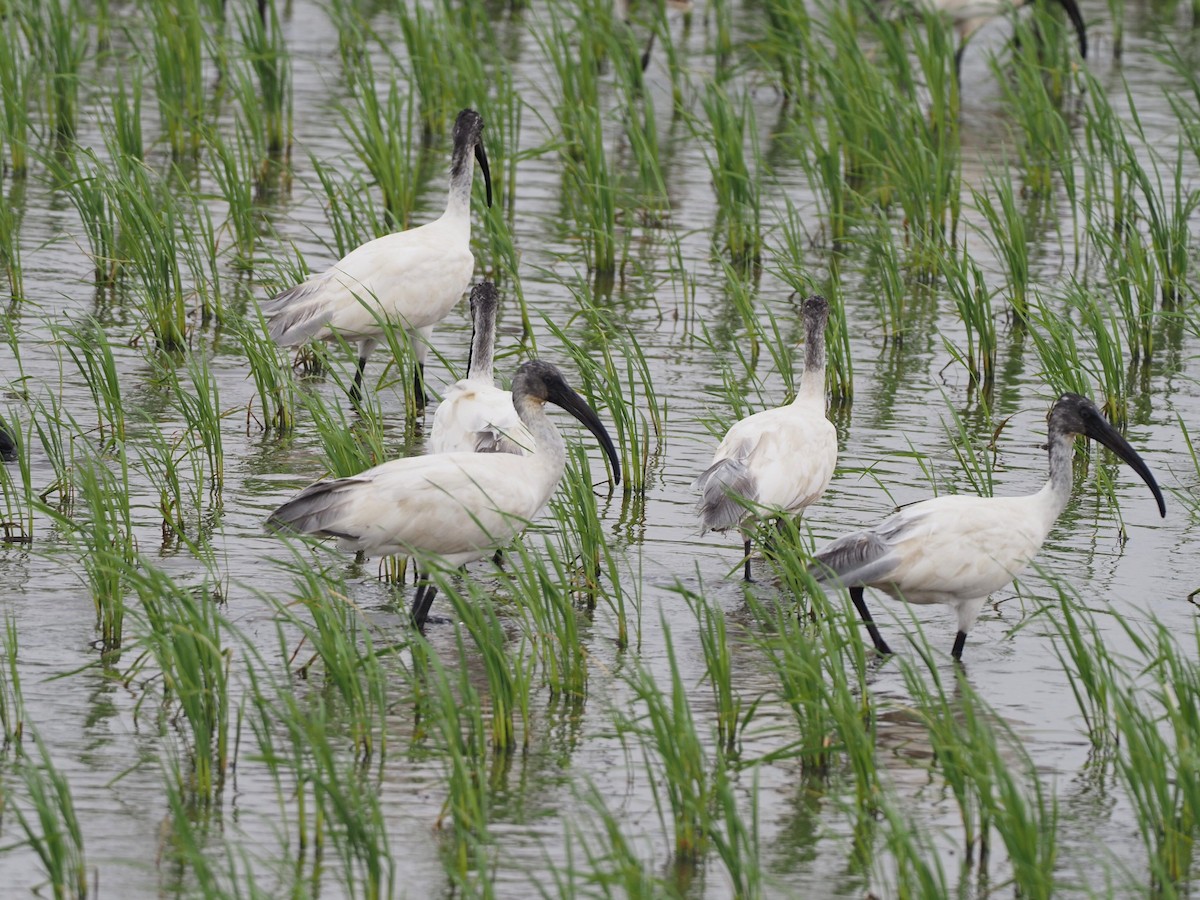 ibis černohlavý - ML613311513