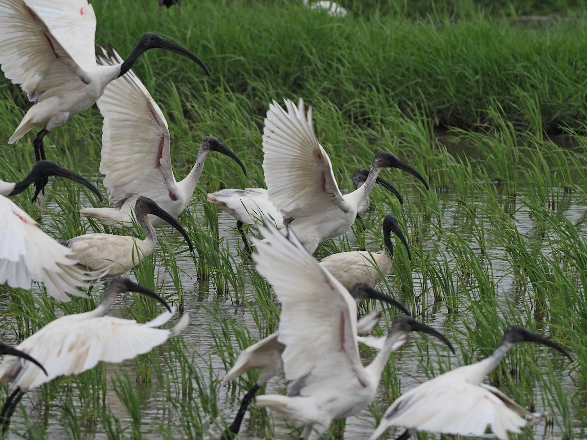 Ibis à tête noire - ML613311520