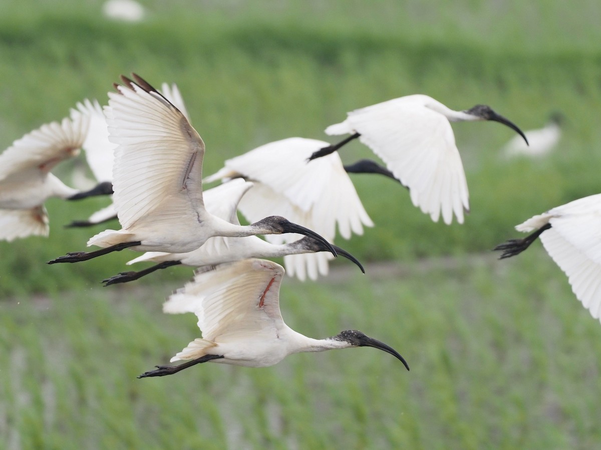 Ibis à tête noire - ML613311525