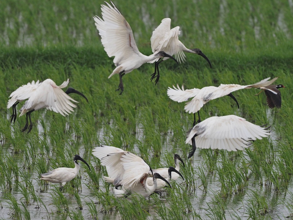 Ibis à tête noire - ML613311527