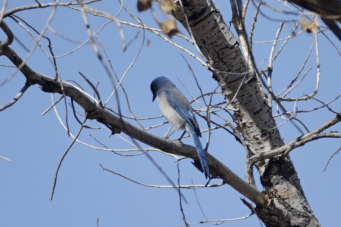 Woodhouse's Scrub-Jay - Dave Williams