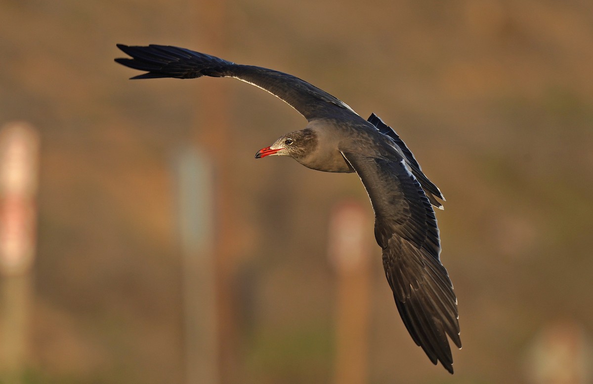 Heermann's Gull - ML613311621