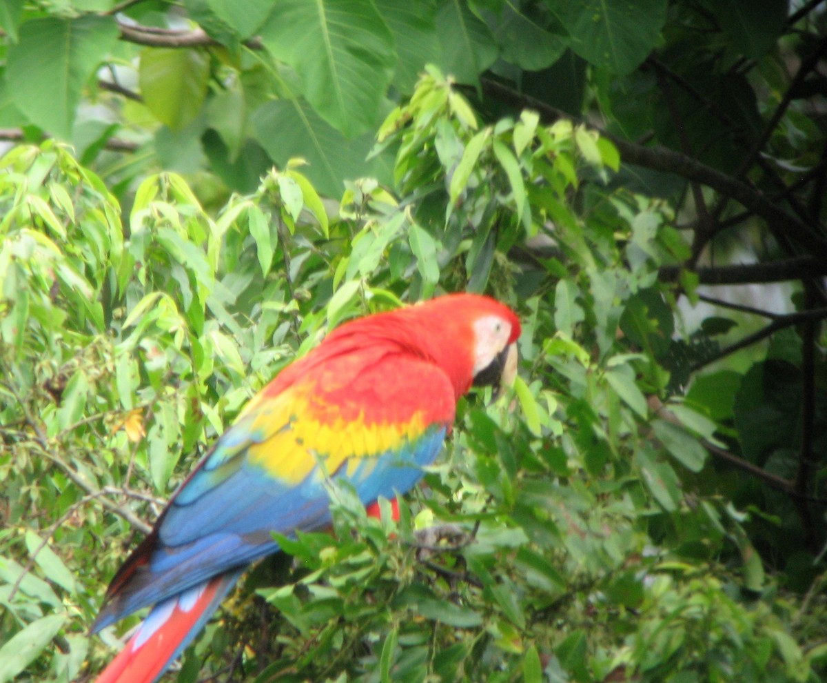 Scarlet Macaw - ML613311632