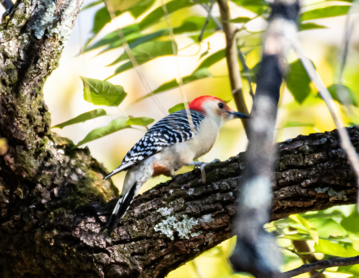 Red-bellied Woodpecker - shawn mason