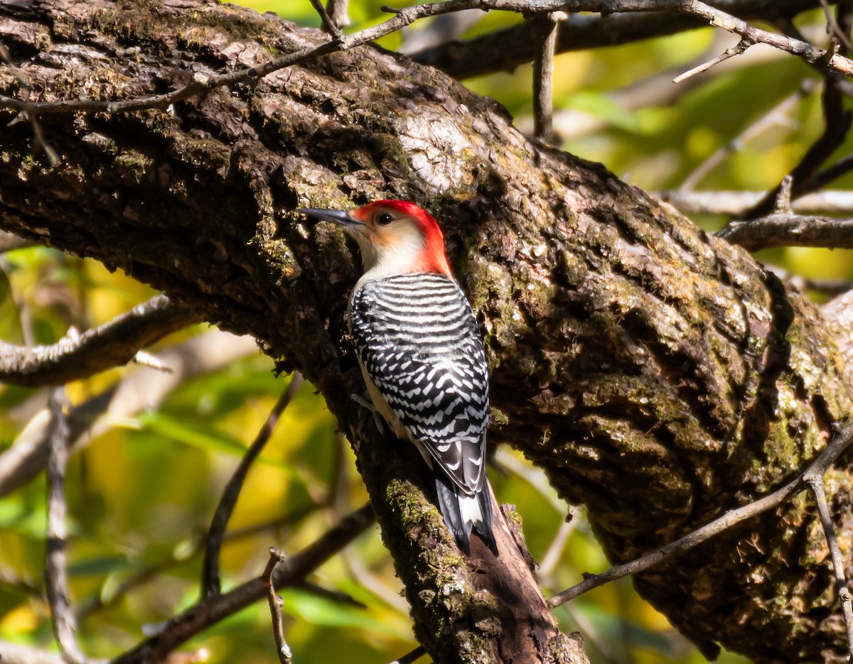 Red-bellied Woodpecker - shawn mason