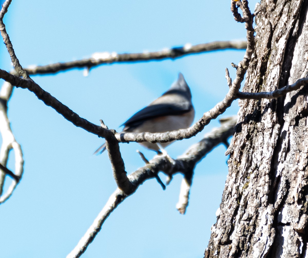 Tufted Titmouse - ML613311843