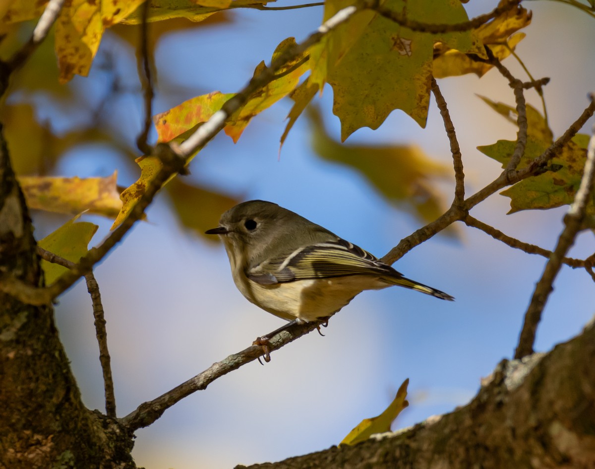 Ruby-crowned Kinglet - shawn mason