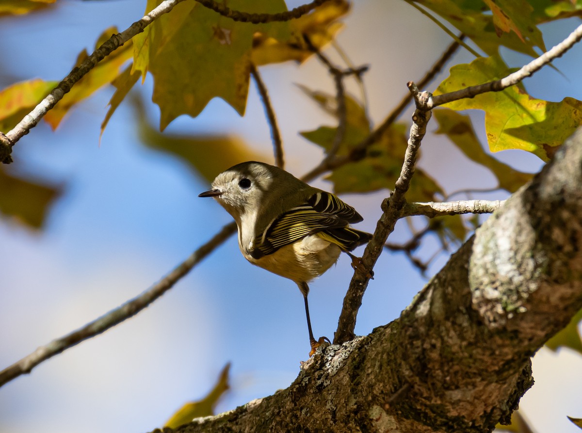 Ruby-crowned Kinglet - shawn mason