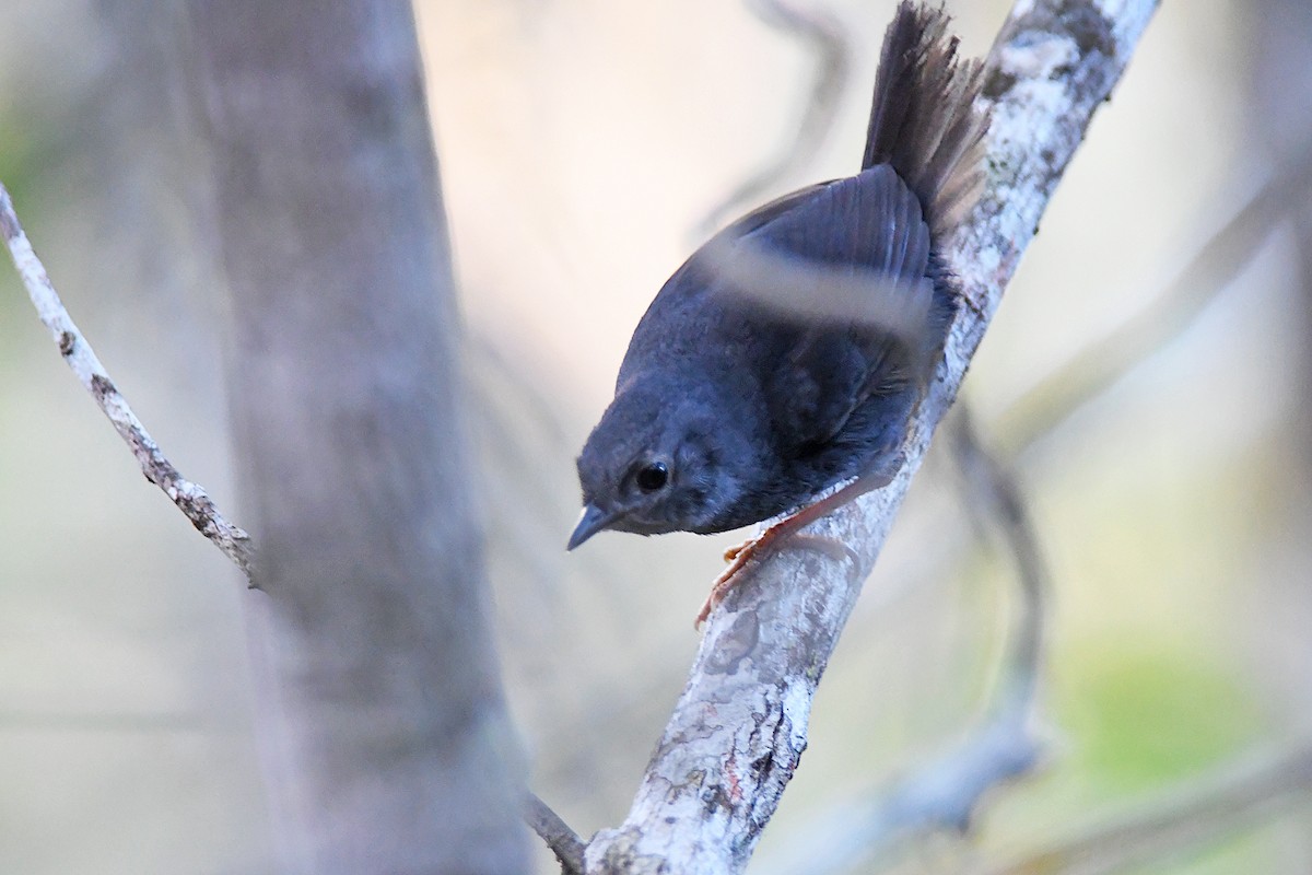 Diamantina Tapaculo - ML613311923