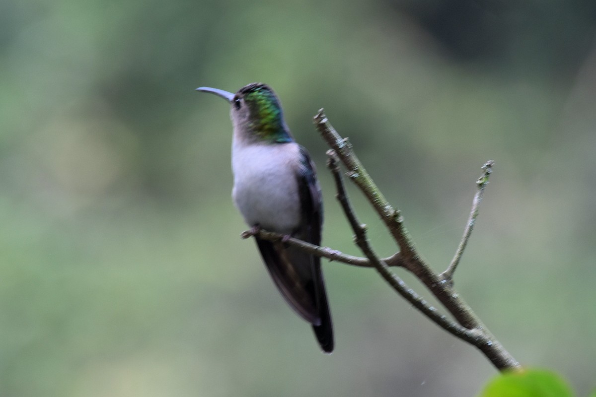 Wedge-tailed Sabrewing - Till Dohse