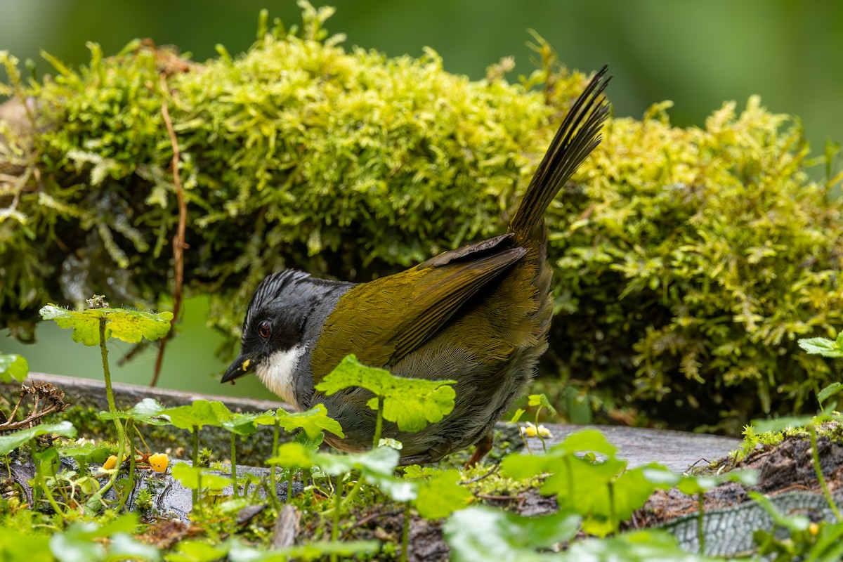 Gray-browed Brushfinch - ML613311982