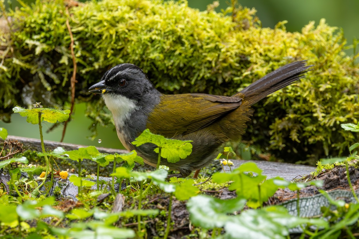 Gray-browed Brushfinch - ML613311983