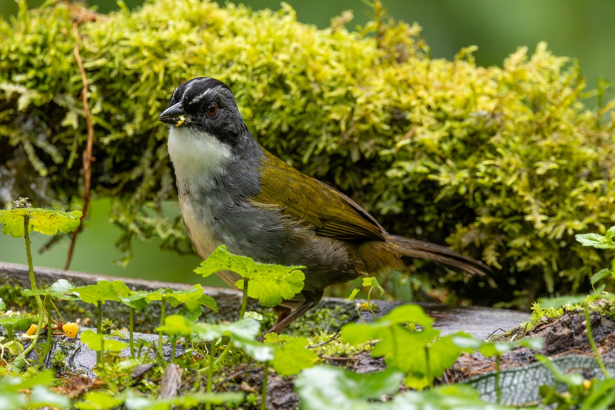 Gray-browed Brushfinch - ML613311984