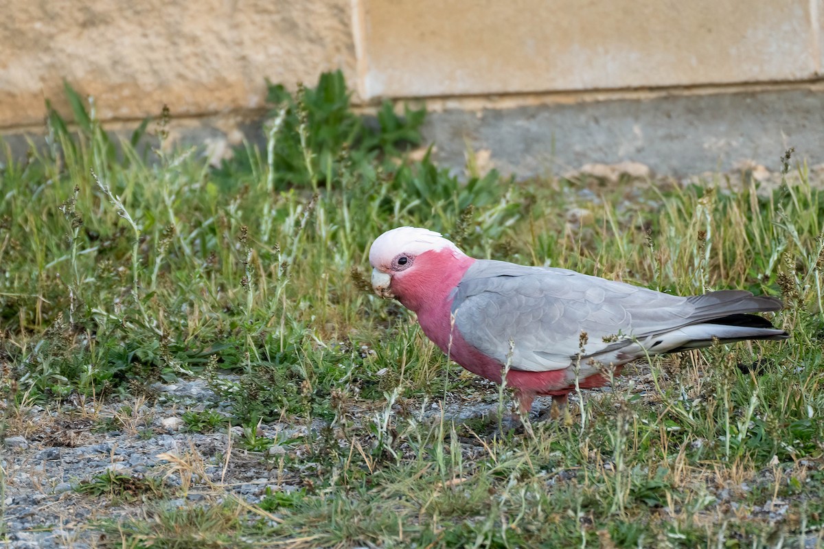 Galah - Gustino Lanese